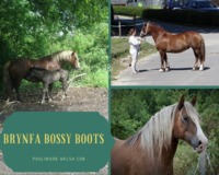 Brynfa Bossy Boots